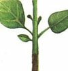 Черная ножка Черная ножка, болезни комнатных растений, болезни комнатных растений фото, комнатные растения