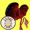 Цикламеновый клещ Цикламеновый клещ, вредители комнатных растений, вредители комнатных растений в картинках, вредители комнатных растений фото, комнатные растения