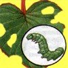 Гусеница Гусеница, вредители комнатных растений, вредители комнатных растений в картинках, вредители комнатных растений фото, комнатные растения