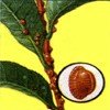 Щитовка Щитовка, вредители комнатных растений, вредители комнатных растений в картинках, вредители комнатных растений фото, комнатные растения
