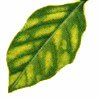 Вирус Вирус, болезни комнатных растений, болезни комнатных растений фото, комнатные растения