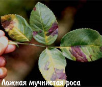 Ложная мучнистая роса, болезни комнатных растений, ложная мучнистая роса лечение, болезни комнатных растений фото, комнатные растения