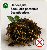 Ошибки при пересадке комнатных растений больное растение