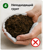 Ошибки при пересадке комнатных растений неподходящий грунт