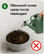 Ошибки при пересадке комнатных растений обильный полив