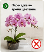 Ошибки при пересадке комнатных растений пересадка во время цветения