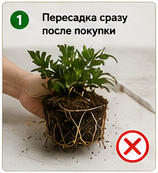 Пересадка комнатных растений сразу после покупки