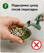 Ошибки при пересадке комнатных растений подкормка