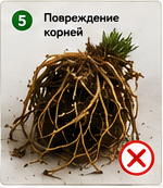 Ошибки при пересадке комнатных растений повреждение корней