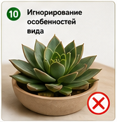 Ошибки при пересадке комнатных растений особенности видов