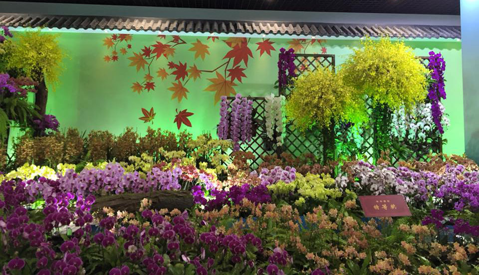 Taiwan International Orchid Show 2016 – Международная выставка орхидей 2016 Taiwan International Orchid Show 2016 – Международная выставка орхидей 2016 фото