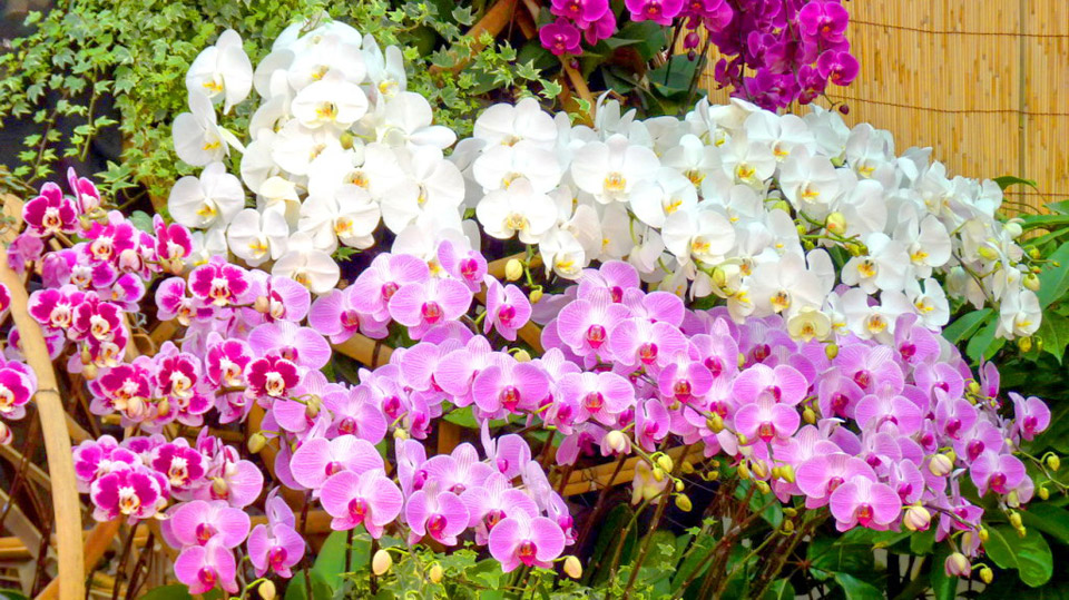 Taiwan International Orchid Show 2016 – Международная выставка орхидей 2016 Taiwan International Orchid Show 2016 – Международная выставка орхидей 2016 фото